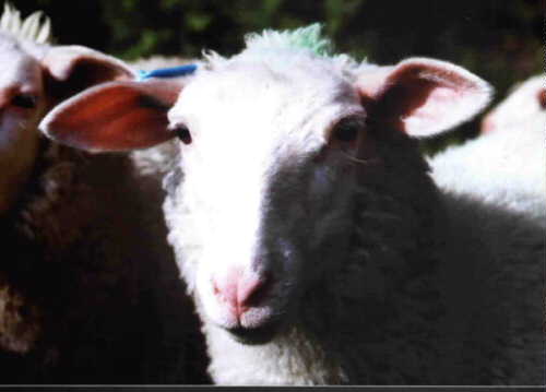 Einzelnes Schaf